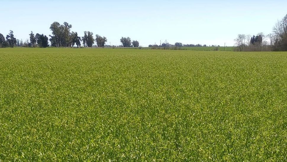 Estado de situación de cultivos en la región norte de Buenos Aires tras las abundantes lluvias