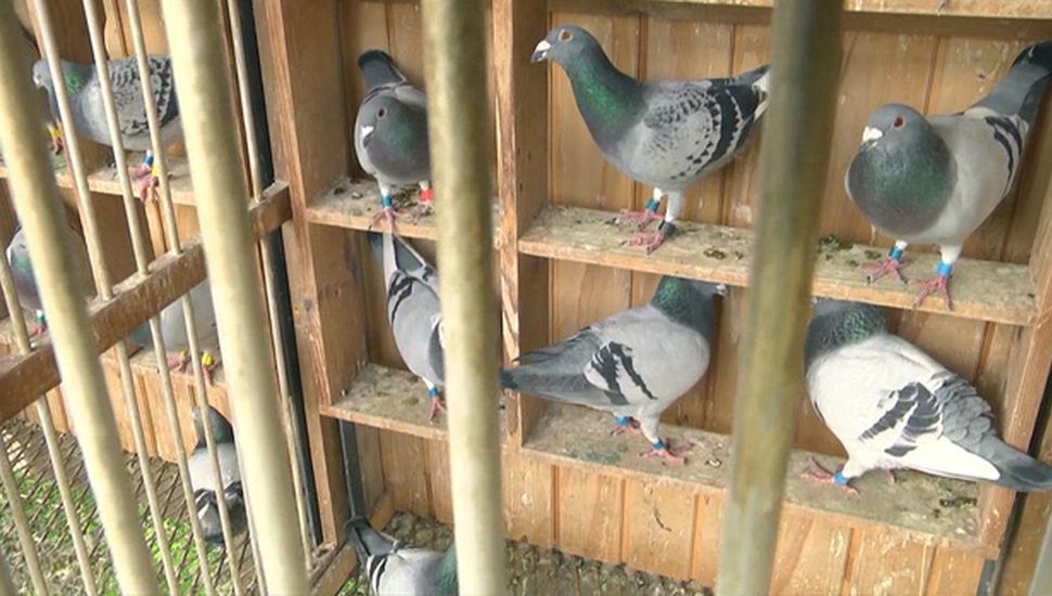 Comenzó el Torneo de Fondo de Palomas Mensajeras en Pergamino