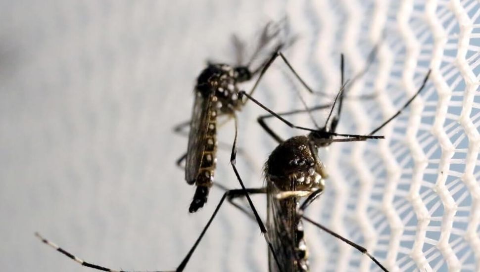 A la invasión de mosquitos se le suma la escasez de repelentes