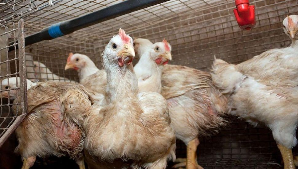 Gripe aviar: Inta Pergamino realizará un capacitación destinada a la agricultura familiar