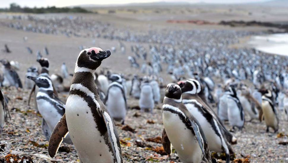 Juicio histórico en Argentina por la matanza de pingüinos en Punta Tombo