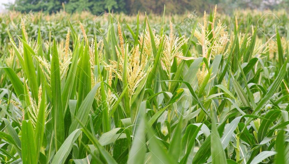 El 90% del maíz temprano atraviesa la floración con muy buen estado en la región núcleo