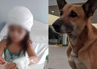 Una niña fue atacada por un perro callejero de Colón