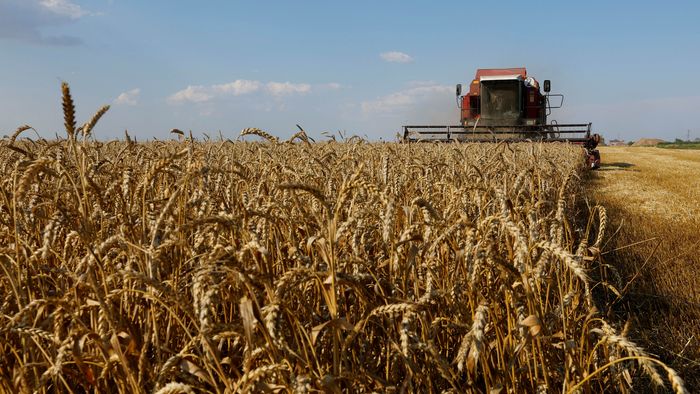 "El Niño" asegura la humedad para el trigo