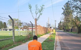 El Partido de Pergamino fue reconocido por plantar más de 1400 árboles
