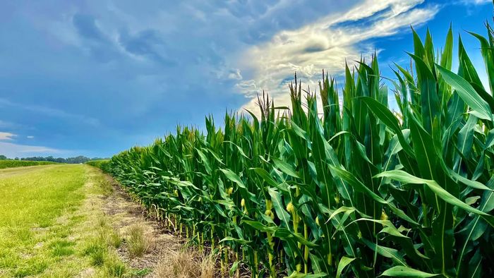 La marcada disparidad de lluvias condiciona el desarrollo de los cultivos de la campaña gruesa en su etapa clave