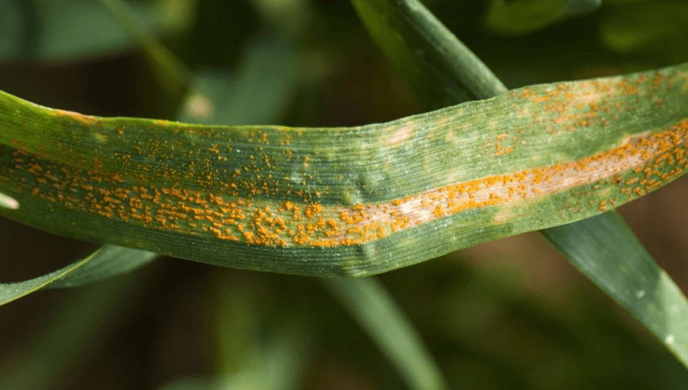Roya amarilla en trigo: características y momento de intervención con fungicidas