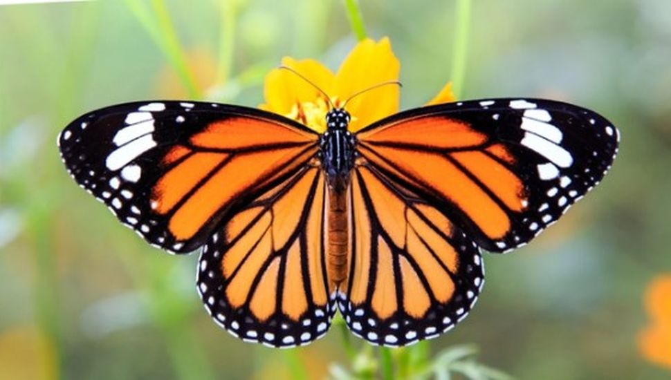 Invasión de mariposas: qué significa cada una que te cruzás