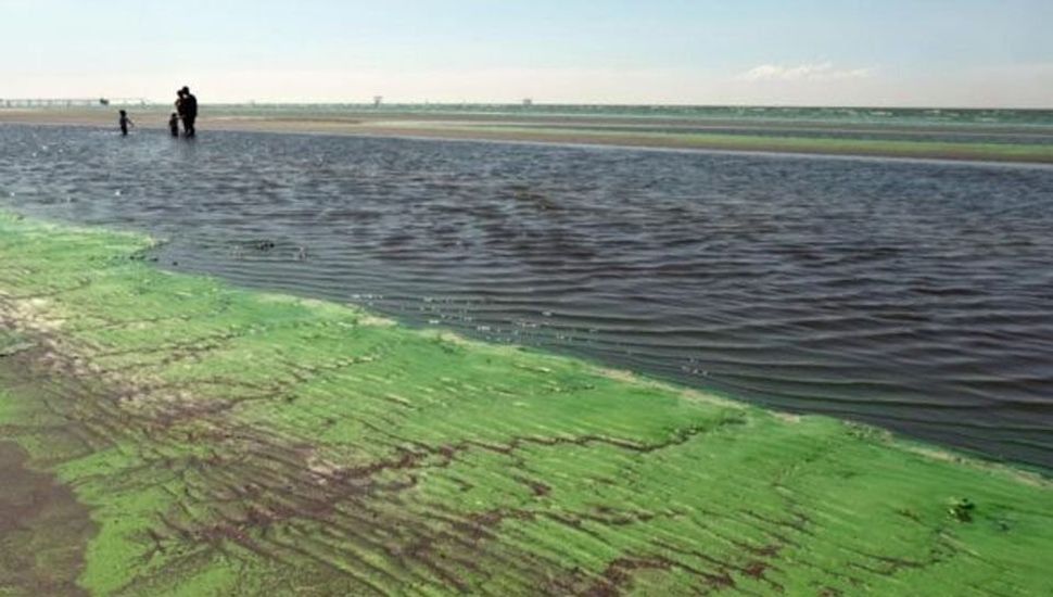 Altera por cianobacterias en lagunas bonaerenses