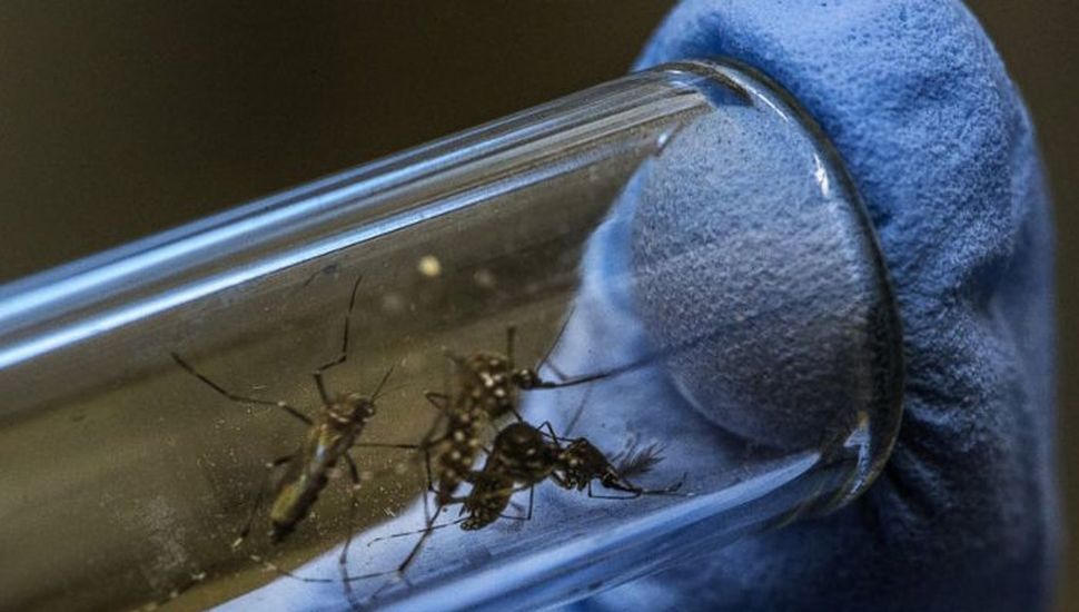 Se incrementan los casos de dengue y Chikungunya en Pergamino y Región