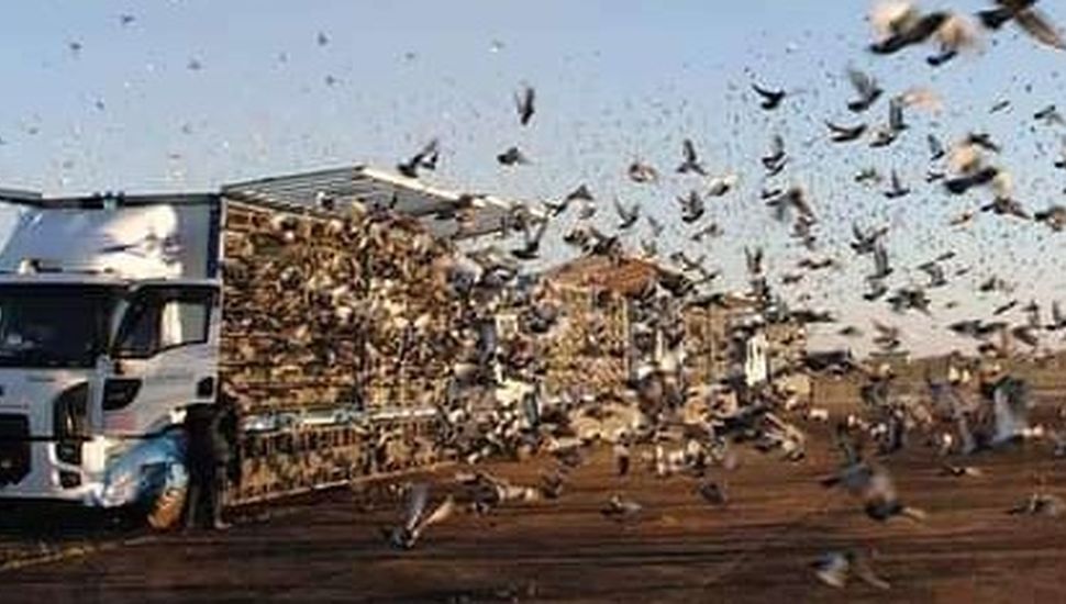 El pergaminense Walter Cardoso se impuso en el Campeonato Social de Pinchones de Palomas mensajeras