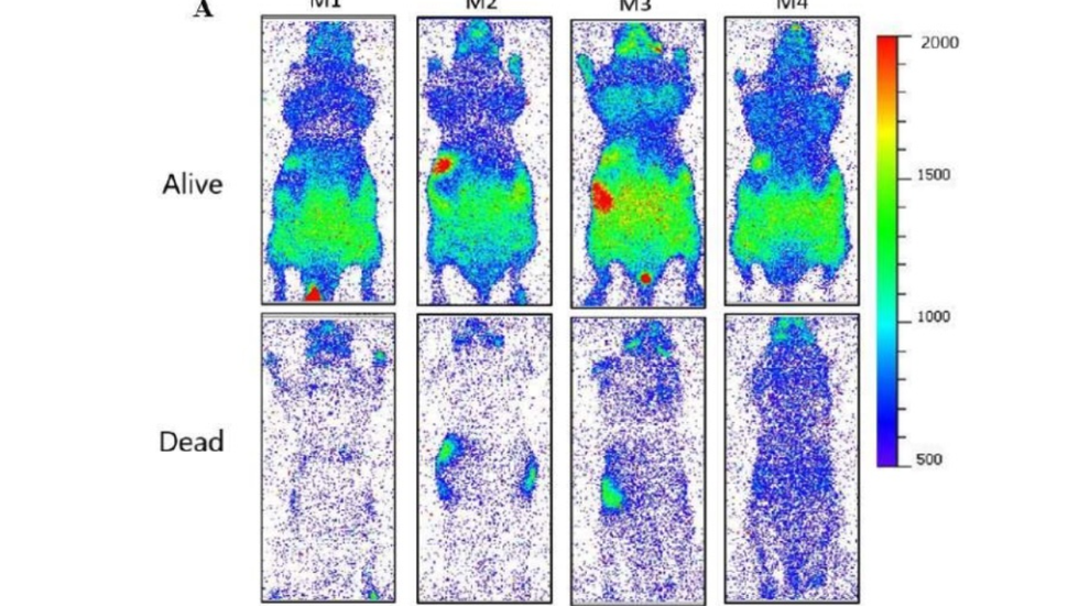 Captaron un misterioso brillo emitido por seres vivos que desaparece al morir