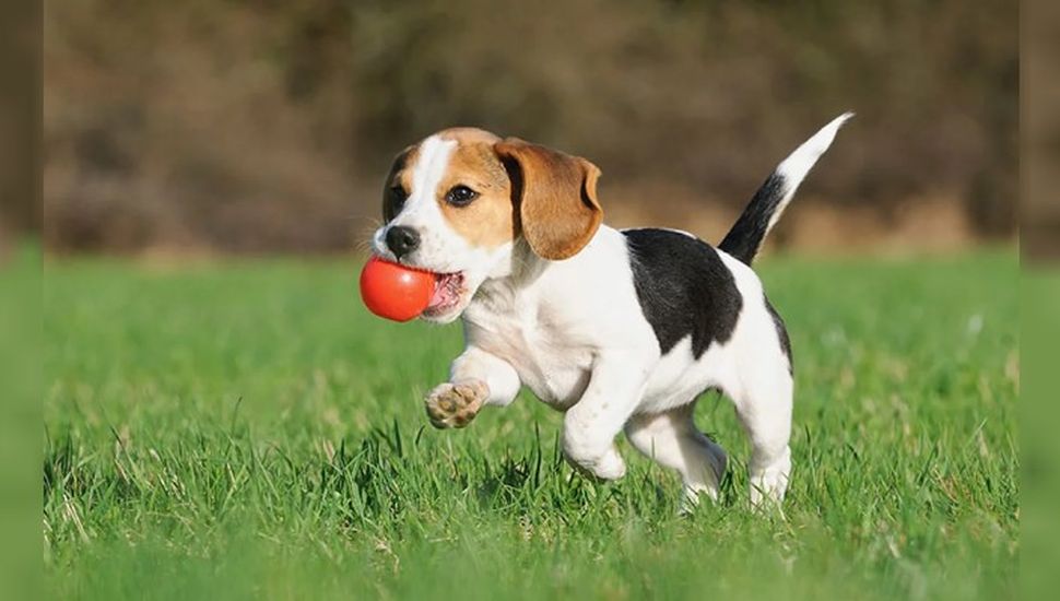 Por qué convivir con un perro trae beneficios para la salud: las razas más inteligentes