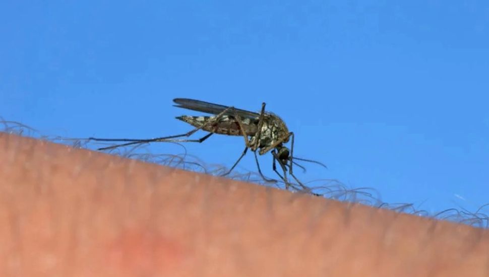 Alerta epidemiológica: nuevo caso de dengue y 77 de Coqueluche