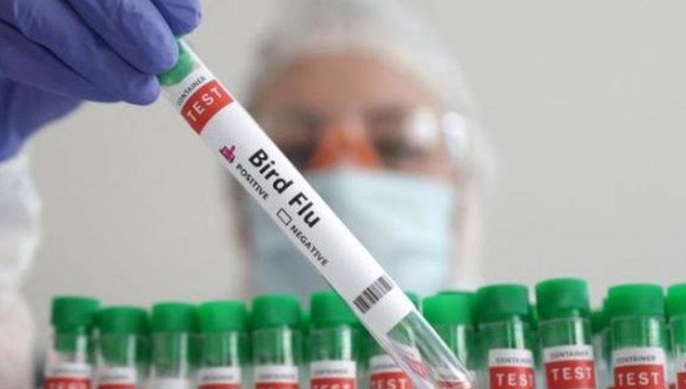 Se registró la primera muerte humana en el mundo por gripe aviar H3N8