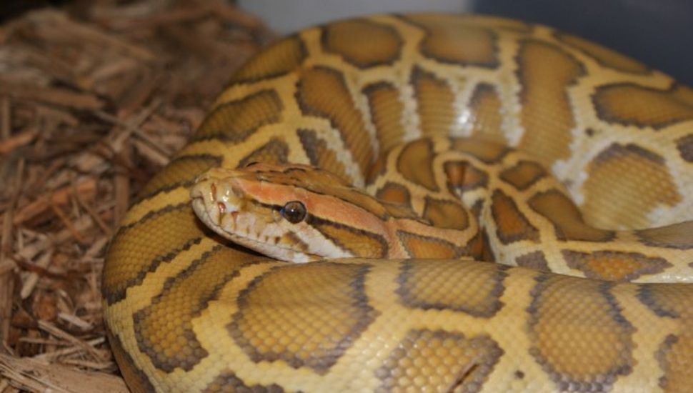 Espeluznante sorpresa en Córdoba: salió al patio de su casa y encontró una serpiente pitón