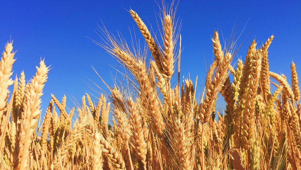 Cómo es el escenario de siembra de trigo en la zona Núcleo