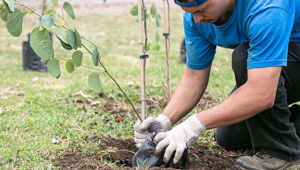 Promueven en Colón el incentivo a la actividad forestal