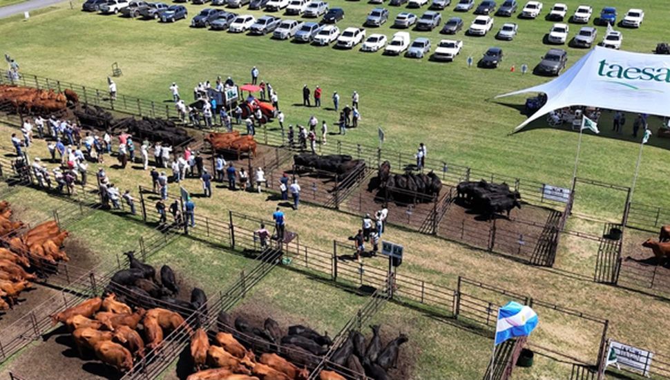 Taesa subastará mil vientres Angus de primera calidad