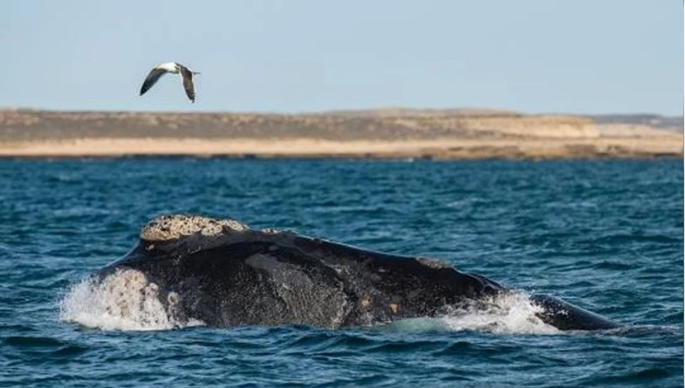 Ocho planes ideales para las vacaciones de invierno en Chubut
