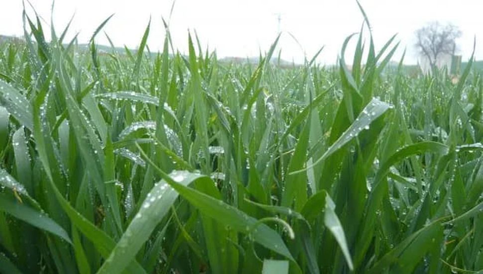 El 93% del trigo se encuentra de muy buenas a excelentes condiciones en la región núcleo