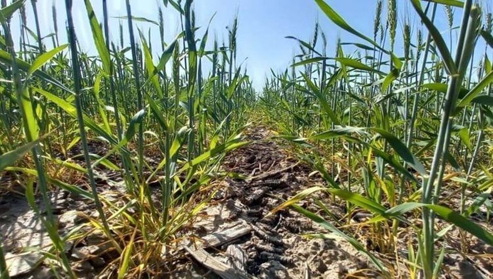 El trigo necesita de más agua para no empeorar su condición