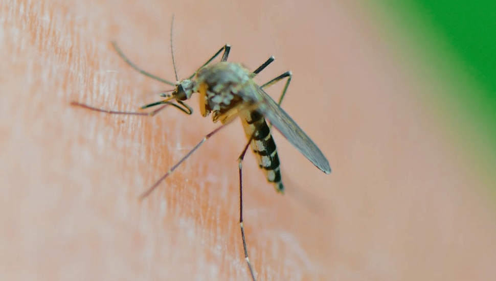 Amba: advierten que la invasión de mosquitos es de la especie vectora de la Encefalitis Equina