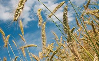 INTA Pergamino analizó los aspectos principales de la campaña de trigo y cebada