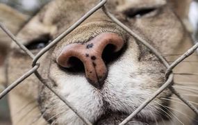 Murió uno de los tres pumas que permanecen en el ex zoológico de Colón
