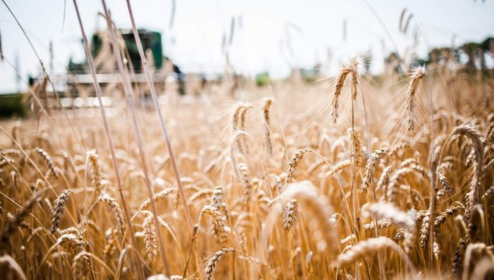 La sequía podría disparar el precio de la harina