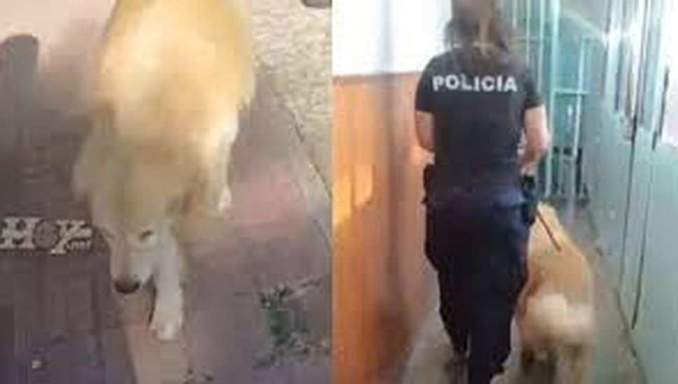 Denunciaron a una mujer que pidió “faenar” a su perro