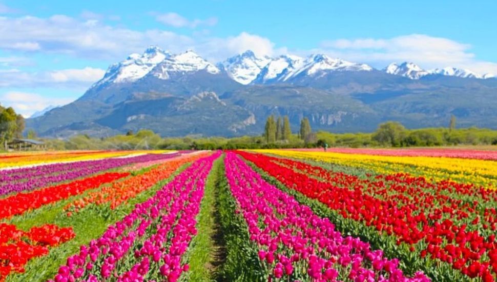 Un campo de 2 millones de tulipanes está por florecer en la Patagonia