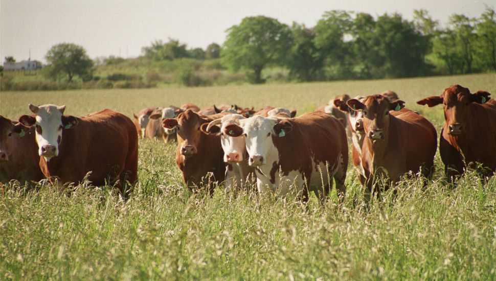 La ganadería vuelve a ser negocio en Pergamino y la región