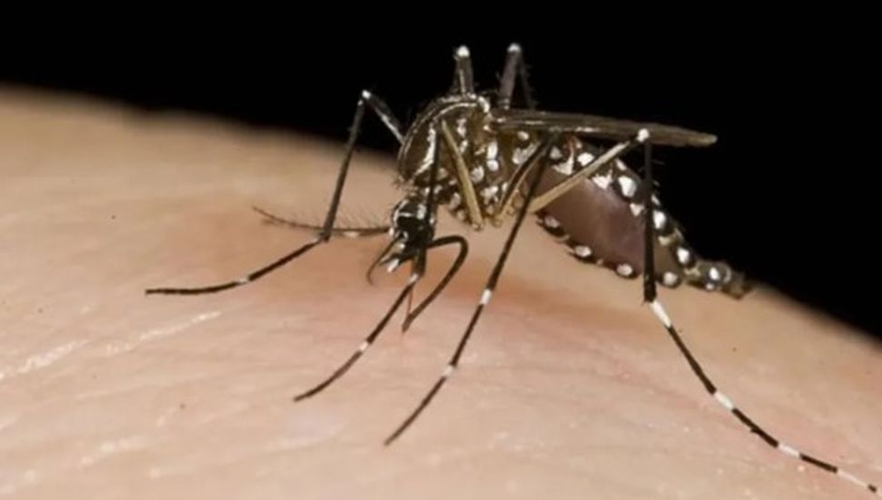 Dengue en el país: 10 preguntas y 10 respuestas