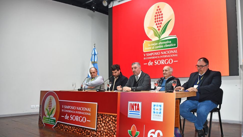 La chicharrita amenaza al maíz y el sorgo gana terreno