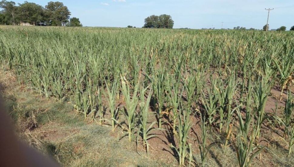 Enero cerró con 66% menos de lluvias en la región núcleo