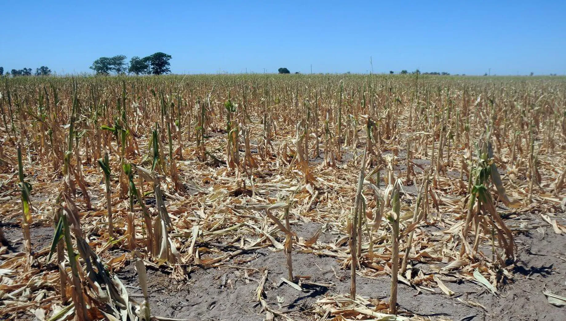 El campo en jaque por la falta de agua