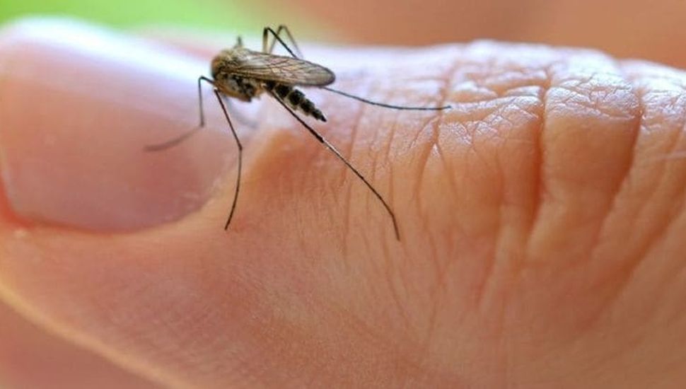 Entre la sorpresa y la alerta: Pergamino es invadido por mosquitos y típulas