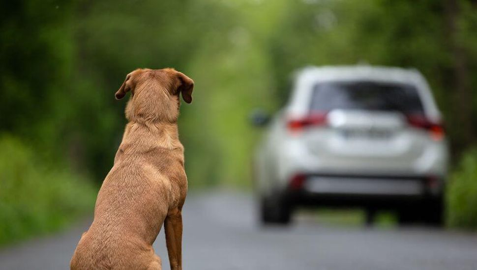 La crisis económica elevó el número de mascotas abandonadas en Pergamino