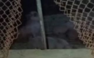 Abigeato en Pergamino: recuperan un porcino robado tras una persecución policial