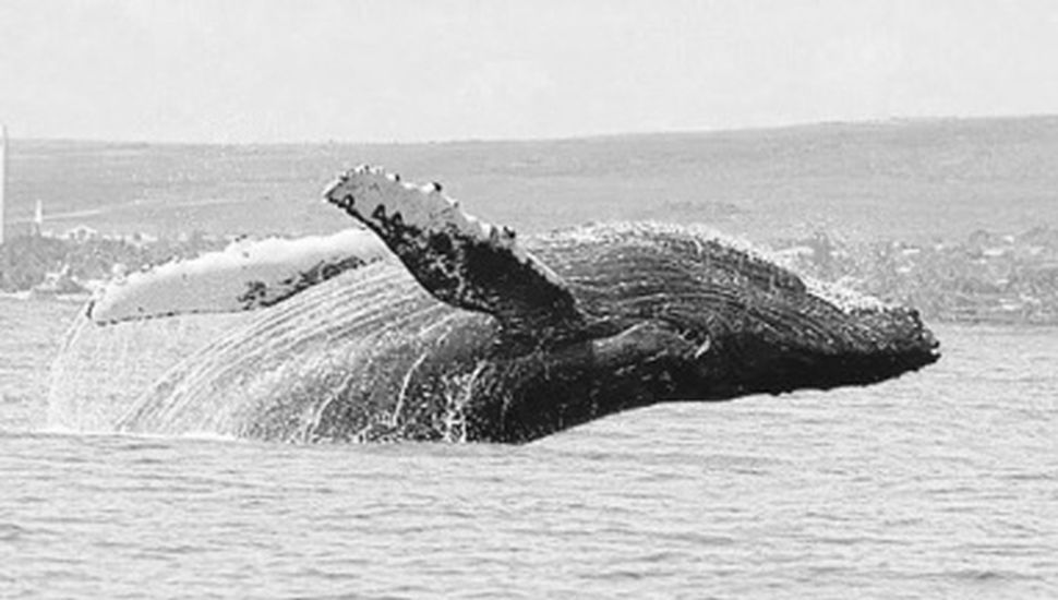 Liberaron a Willy: las ballenas volvieron a las costas brasileñas