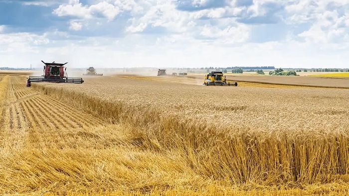 Culmina una campaña de trigo con muy buenos rindes en la región