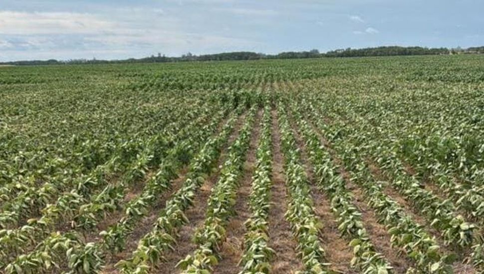 Los cultivos en período crítico, con el agua como variable decisiva