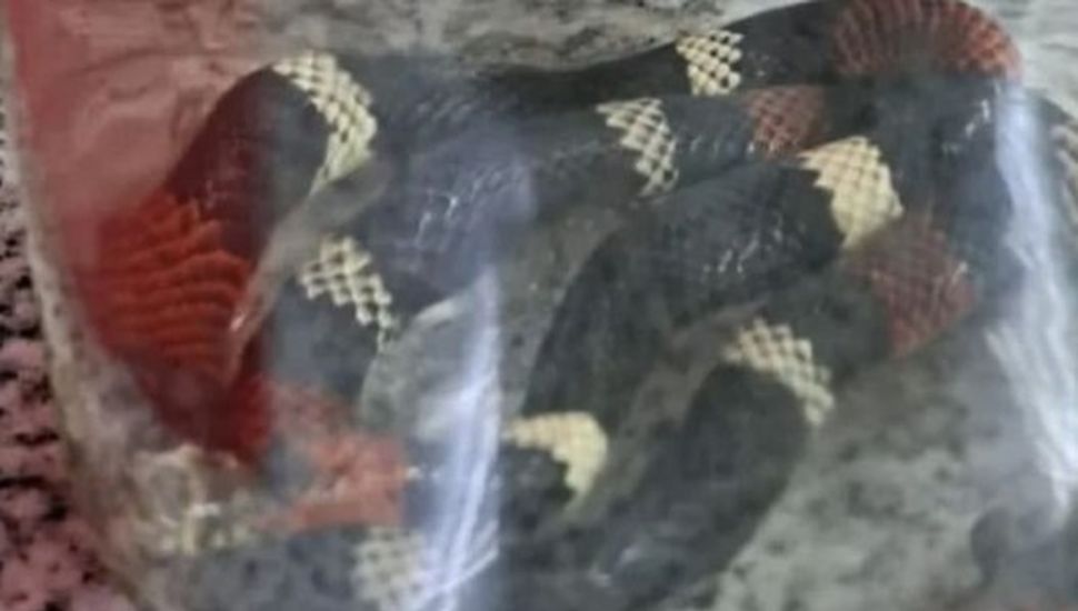 Neuquén: Una serpiente venenosa mordió a dos hermanos en su casa