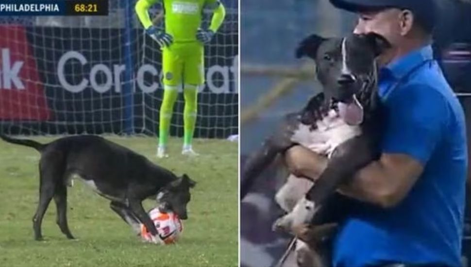Un perro detuvo un partido de futbol y pinchó la pelota