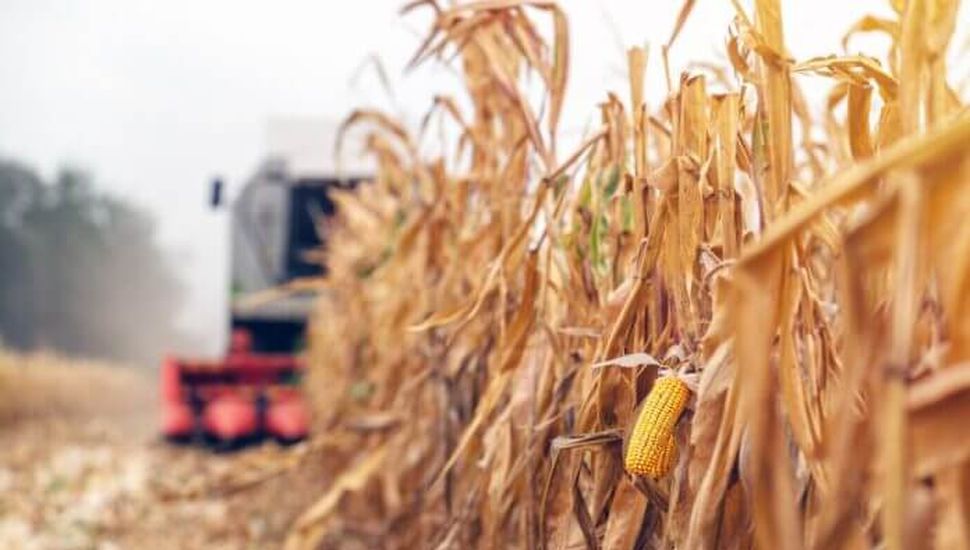 Crece el área de maíz tardío como consecuencia de la sequía en la Zona Núcleo