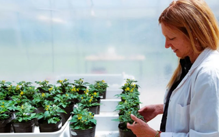 Premiaron a una Investigadora del CONICET por reforzar la resistencia de las plantas a olas de calor