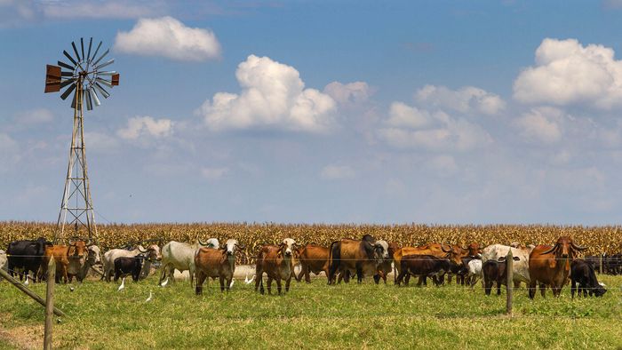 La ganadería volvió a ganar: 2025 dejó márgenes históricos en Rojas