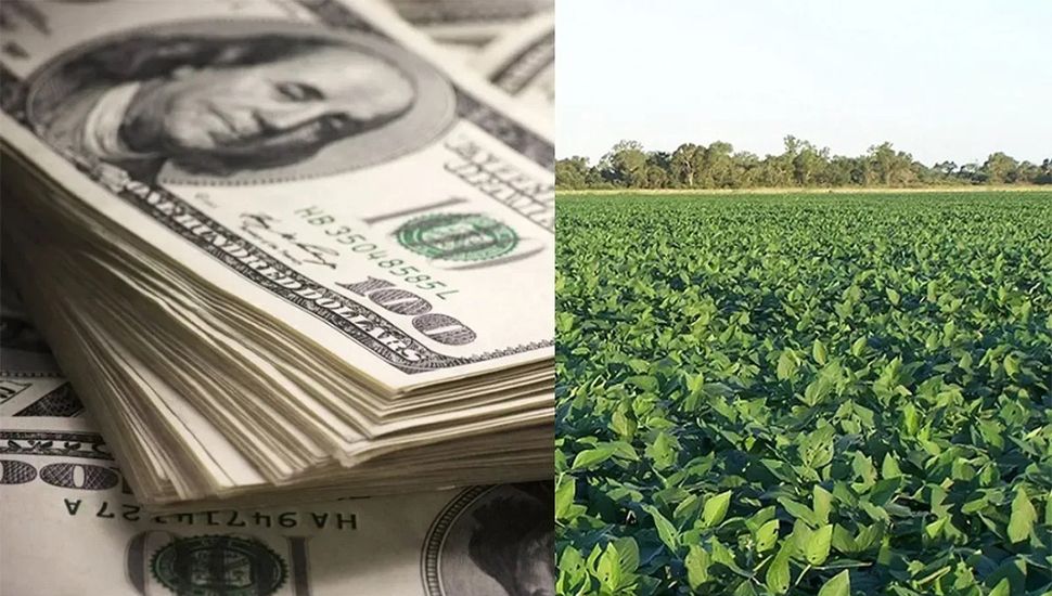 Dólar Agro: suman a la yerba y a la carne caprina al Programa de Incentivo Exportador