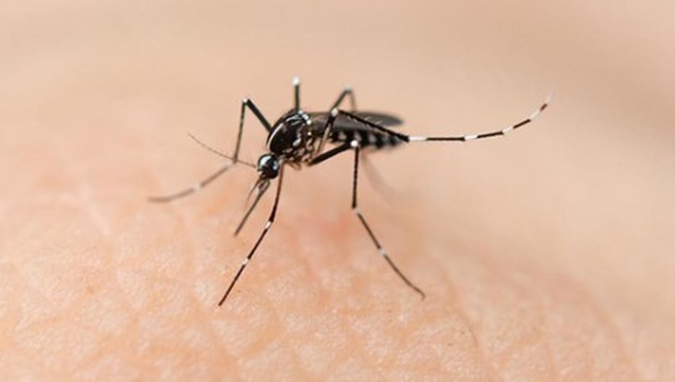 Alarmante ola de dengue que afectan y alarman a la Provincia